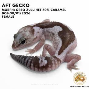 AFT African Fat Tail Gecko Malaysia Oreo Zulu