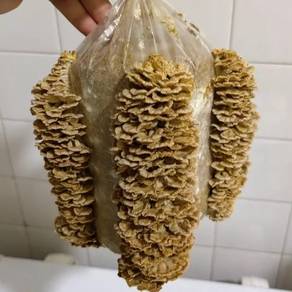 Bongkah Cendawan kukur/kulat sisir 90%~100% matang