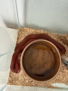 Corn snake