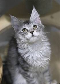 Big-pawed Silver Tabby Maine Coon f
