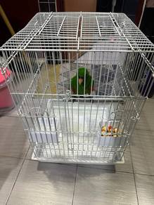 Burung Kakak Tua