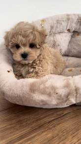 N3723 Kissy-faced Poodle fluffy cloud little puppy