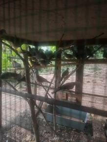 burung tekukur