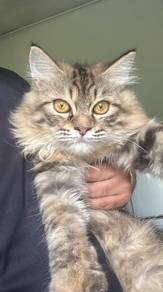 Kucing DLH