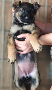 German shepherd