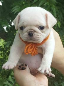 PUG PUPPIES 674 🌻 New Born Male White