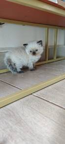 anak kucing British long hair 