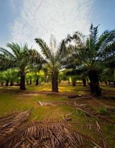 Agricultural Land in Shah Alam, SGR