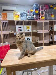 golden shaded American curl cat kucing can send sg