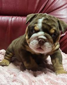ENGLISH BULLDOG PUPPIES Male C026
