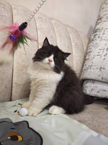 kitten male 4 mth old