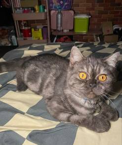 Bsh mix Persian
