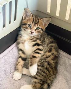Marble Bengal Kitten