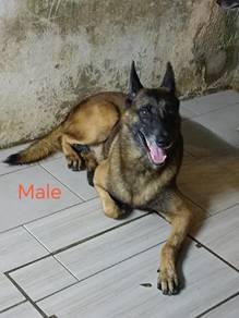 Belgium Shepherd / Malinois puppies