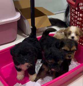 shihtzu rehome