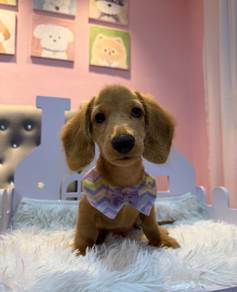 Long-Haired Mini Dachshund  🐾✨