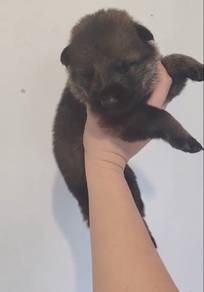 Sable GSD