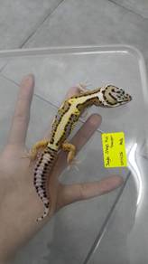 Gecko