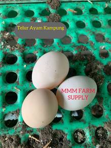 Telur Ayam Kampung
