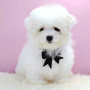 Maltipoo