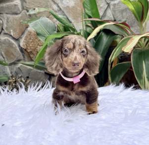 MINIATURE DACHSHUND Puppies 076 🐻 Adorable Puppy
