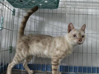 Bengal Snow male