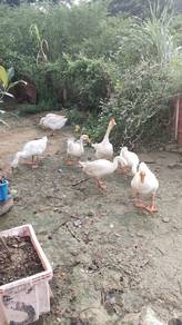 angsa putih matang