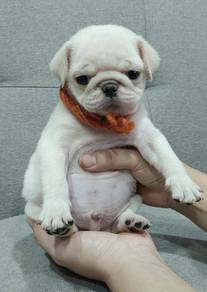 PUG PUPPIES 683 🌻 New Born Male White