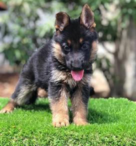 german shepherd