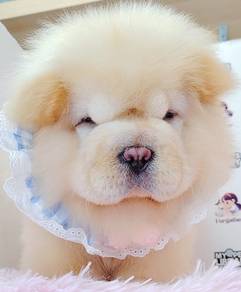 Chow Chow