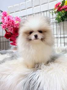 PPP1133 Pomeranian parti color adorable puppy