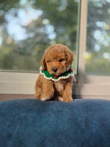 Maltipoo puppies z