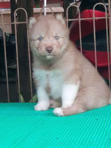 Siberian Husky Puppy 014
