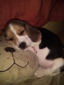 Lively Beagle Smooth Coat Long Ears Puppy Dog