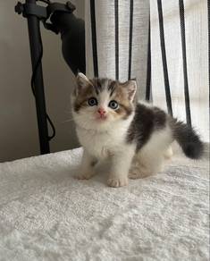 British Shorthair Male Kitten