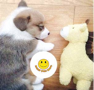 0DE1KL33 beautiful Welsh Corgi puppies