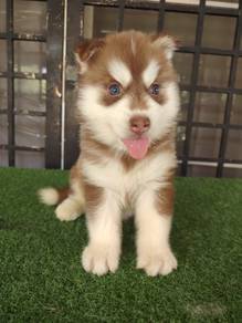 pomsky
