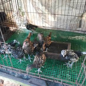 Ayam batik gold dan silver