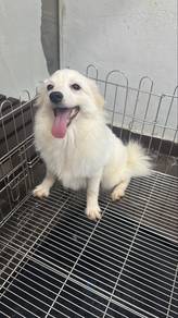 Japanese Spitz Female Puppy RF-2