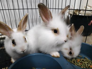Rabbits for sale !!!