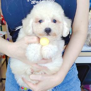Poodle