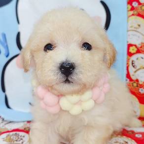 Poodle