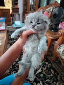 TOPs Hazel Blue British Shorthair BSH cat kucing