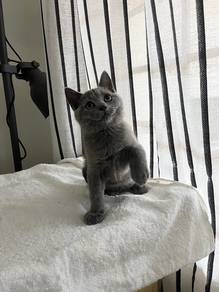 British Shorthair Male