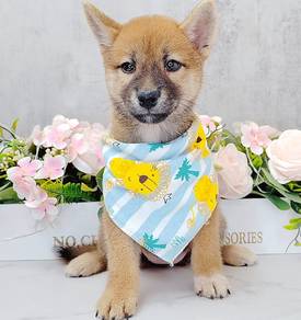 Shiba