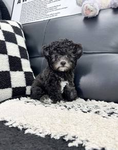 MINI POODLE PUPPIES S138 🌻 Tiny Toy - Tea Cup