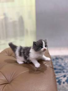 Kitten mix British longhair persian