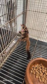 sugar glider 