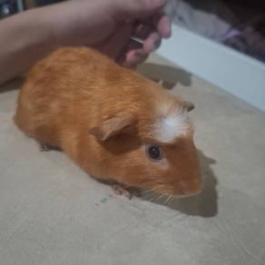 Guinea pig