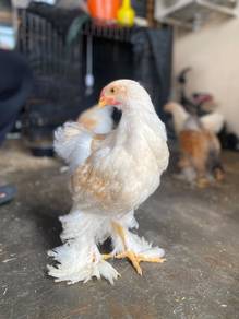 Ayam Brahma Buff Laced(Lemon Pyle) 